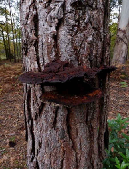 Senescent brackets remaining attached to the host Scot’s pine near Windsor Great Park, Surrey